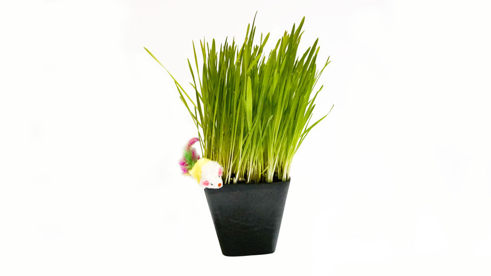Cat Grass Blend - Non-GMO - Certified Organic - Bonus CAT Toy