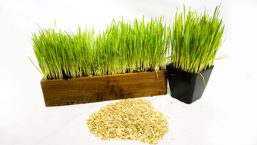 Cat Grass Blend - Non-GMO - Certified Organic - Bonus CAT Toy
